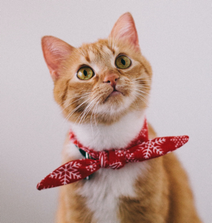 Cat Grooming at Home