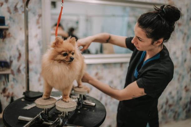 Tiger pet grooming