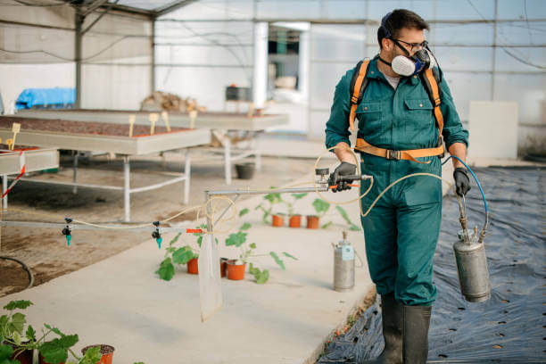 Professional pest control expert spraying plants in greenhouse – pest control services Dubai